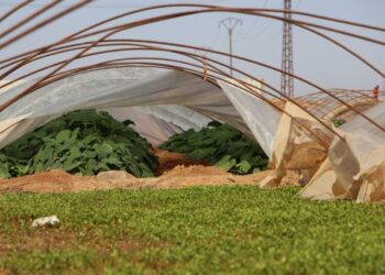 Li Rojava cotkaran dest bi çandiniya sebzeyan kiriye