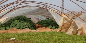 Li Rojava cotkaran dest bi çandiniya sebzeyan kiriye