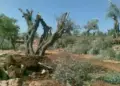 Komên paramîlîter li Efrînê zêdeyî 50 darên zeytûnan birîn