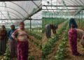 Kedkarê zîretî: Wa keda ma bêra vînayîş