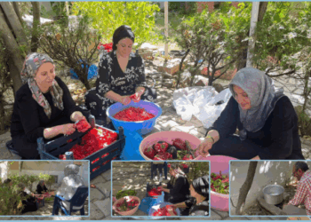 Cinîyanê Amedî amadekarîya zimistanî pîya kerd