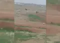Dîmenên nû yên ku malbatên DAIŞê ji kampa Holê direvin hatin weşandin