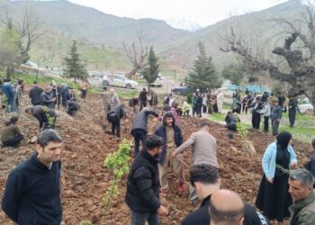 Li Pakrewangeha Qendîlê 77 şitil hatin çandin