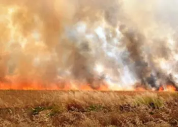 Li başûrê Hesekê agir bi zeviyên ceh û genim ket