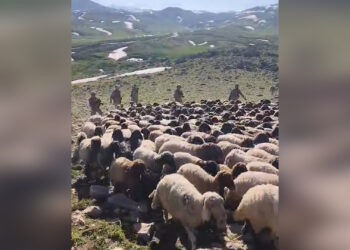 Leşker û cerdevanan êrişî koçeran kir