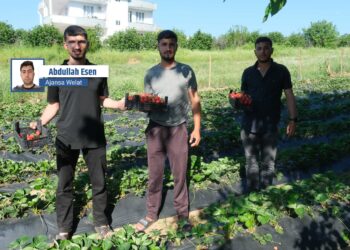 Li Sasonê çinîn û firotina çîlekan dest pê kir