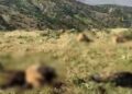 Derheqê cerdevananê hêrişkar de tu cipersayîş nêameyo destpêkerdene