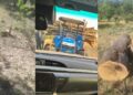 Li Bestayê birîna daran dest pê kir!