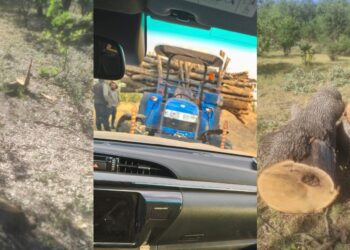 Li Bestayê birîna daran dest pê kir!