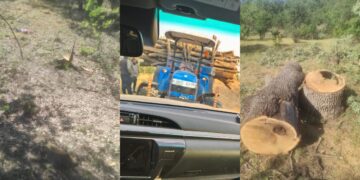 Li Bestayê birîna daran dest pê kir!