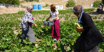 Berhemên Baxçeyê Komuna Jinan a Erxeniyê hatin çinîn