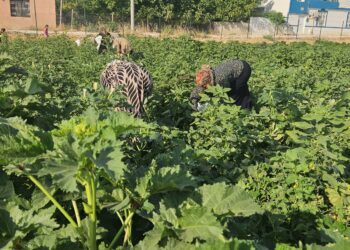 Li Bostanê Jinan ê Hewagê dema berhemdariyê ye