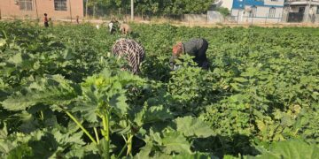 Li Bostanê Jinan ê Hewagê dema berhemdariyê ye