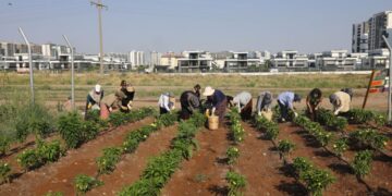 Bostanê Komunî yê Cinîyan de mehsulo ewilîn ame arêdayene