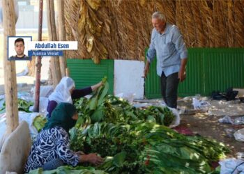 Li Êlihê jî welatiyan dest bi çinîna tutunê kiriye