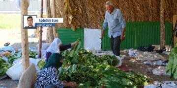 Li Êlihê jî welatiyan dest bi çinîna tutunê kiriye