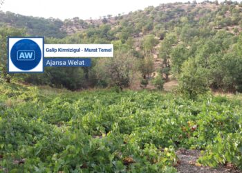 Şemzînan bi tirî û titûna xwe bi nav û deng e