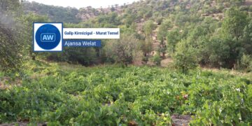 Şemzînan bi tirî û titûna xwe bi nav û deng e