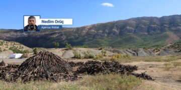 Koyê Gorse de daristan yeno talankerdene