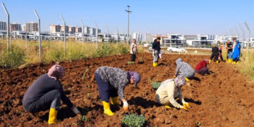 Bostanê Şaristanî yê Komunê Cinîyan de dewreyê berhemdayîşê zimistanî dest pêkerd