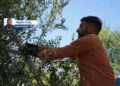 Li Dêrikê werza zeytûnan e: Cotkar ji ber erzanbûna zeytûnan bi gazinc in