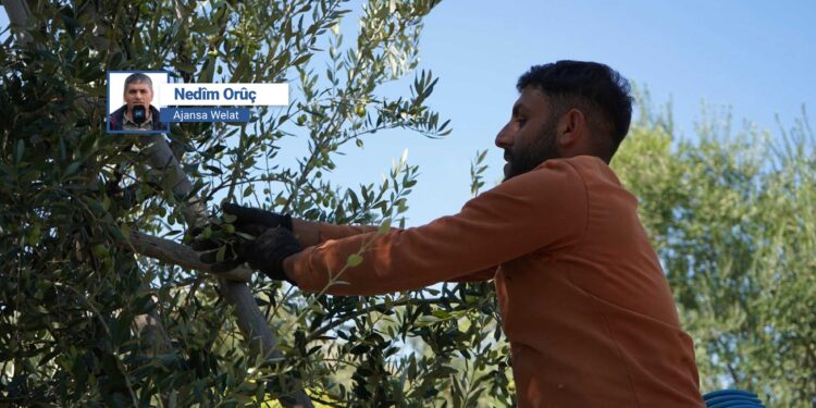 Li Dêrikê werza zeytûnan e: Cotkar ji ber erzanbûna zeytûnan bi gazinc in
